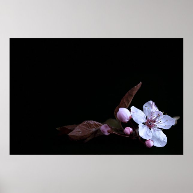 Poster de Flor Delicado (Frente)