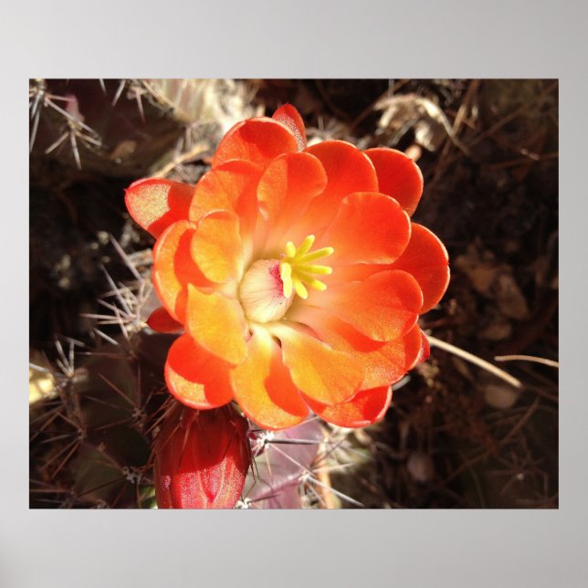 Poster de Flor do Cactus Orange Hedgehog (Frente)