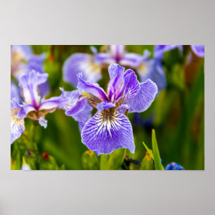 Poster de Flor Íris