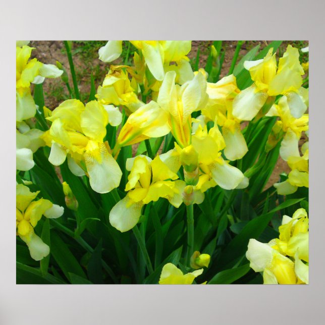 Poster de Flor Íris Amarelo (Frente)