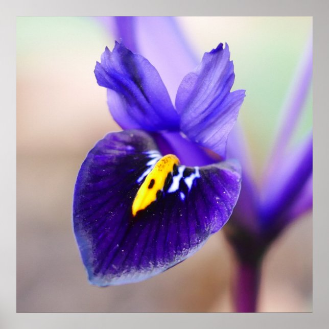 Poster de Flor Iris Reticulata (Frente)