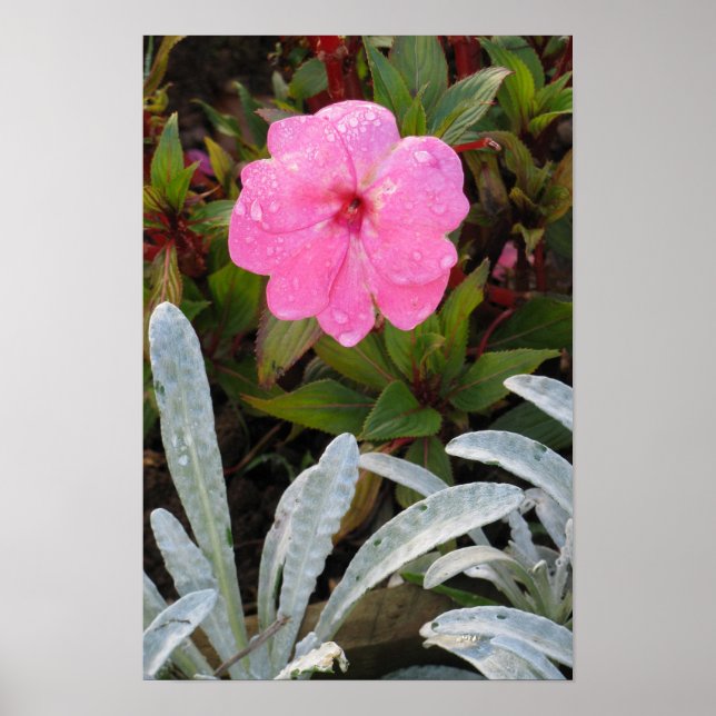 Poster de Flor Molhado (Frente)