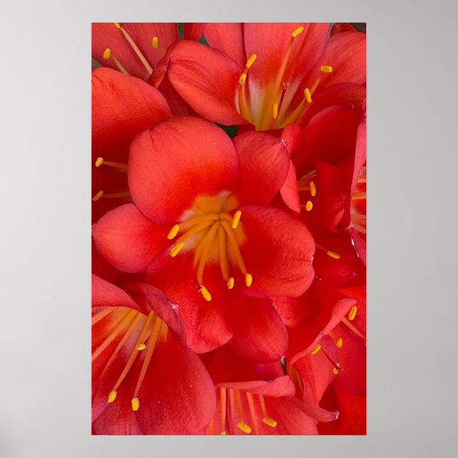 Poster de Flor Natal Lily (Frente)