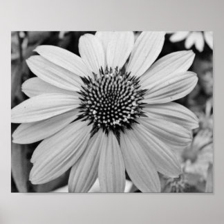 Poster de Flor Petal 10x8
