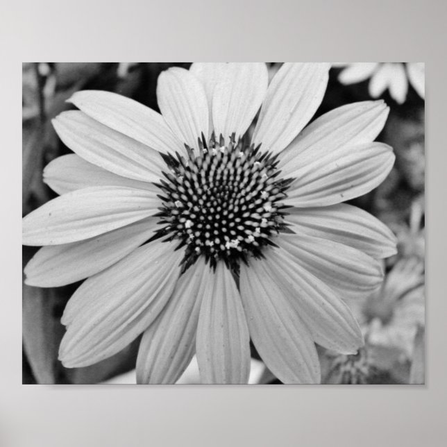 Poster de Flor Petal 10x8 (Frente)