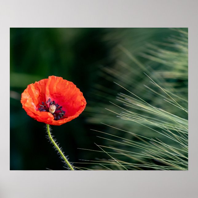 Poster de Flor Poppy (Frente)