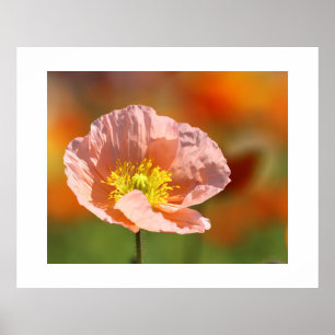 Poster de Flor Poppy