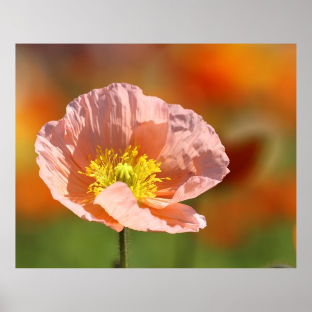 Poster de Flor Poppy (Frente)