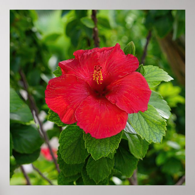 Poster de Flor Red Hibiscus (Frente)
