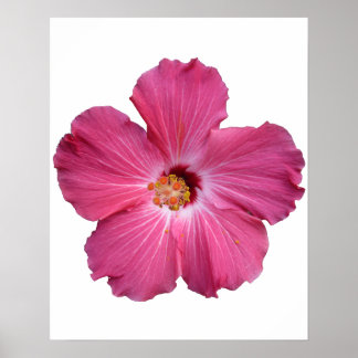 Poster de Flor Rosa