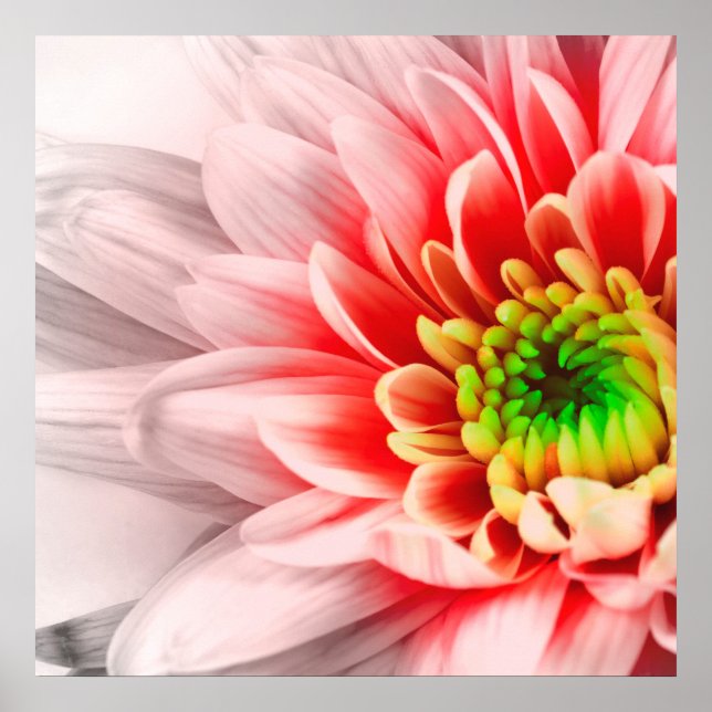 Poster de Flor Rosa (Frente)