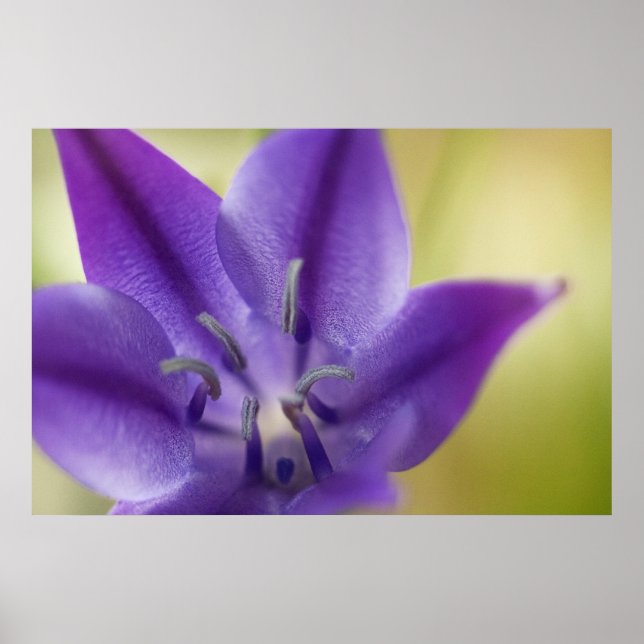 Poster de Flor Roxo (Frente)