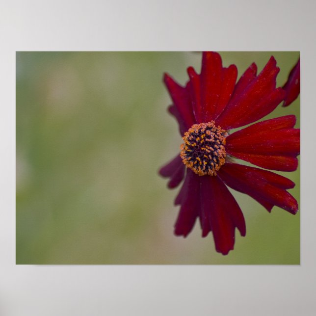 Poster de flor selvagem 1 (Frente)