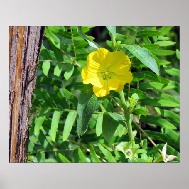 Poster de flor selvagem amarela (Frente)