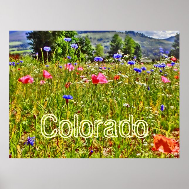 Poster de flor silvestre do Colorado (Frente)