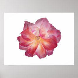 Poster de Floral Rosa de Flor Minimalista