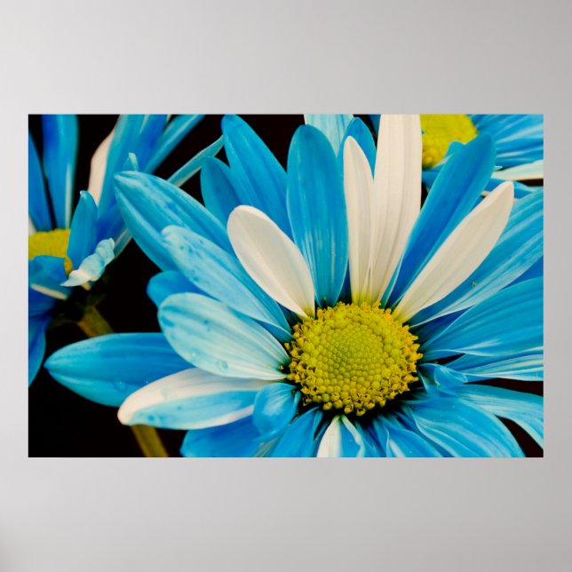 Poster de Flores Azuis (Frente)