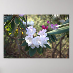 Poster de Flores Brancas