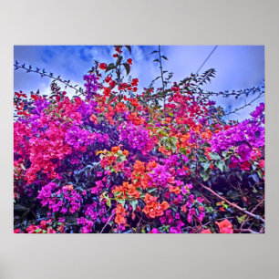 Poster de flores coloridas