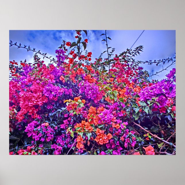 Poster de flores coloridas (Frente)