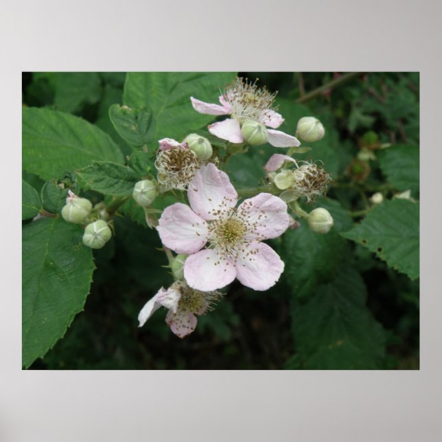 Poster de Flores de Blackberry (Frente)