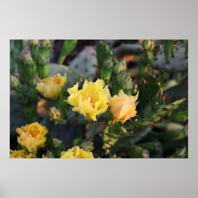 Poster de Flores de Cactus Amarelas (Frente)