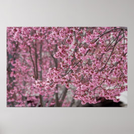 Poster de Flores de Cereja Japonesas Rosa