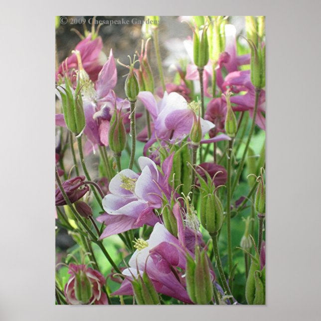 POSTER DE FLORES DE COLUNAS (Frente)