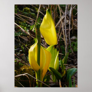 Poster de Flores de Couve Amarelo