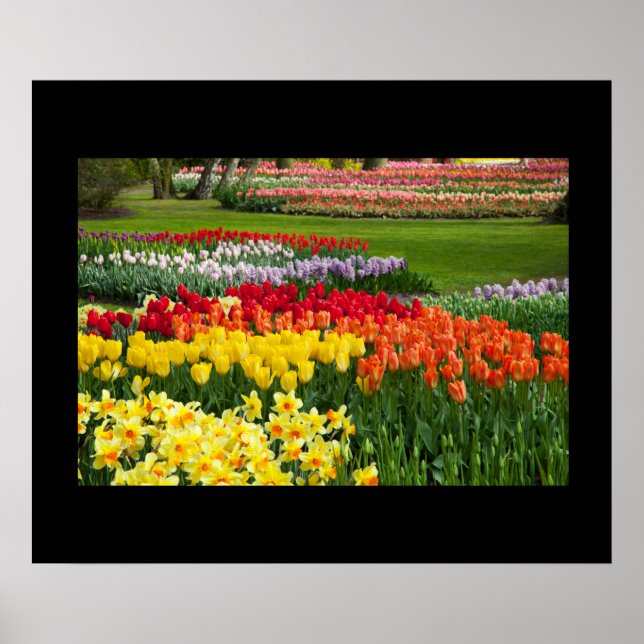 Poster de Flores de Jardim (Frente)