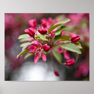 Poster de Flores de Maçã de Caranguejo Vermelho