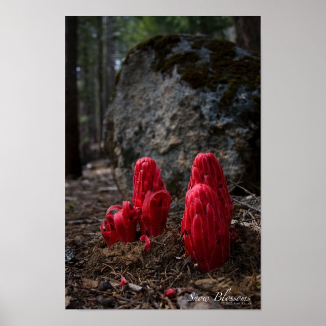 Poster de Flores de Neve (Frente)