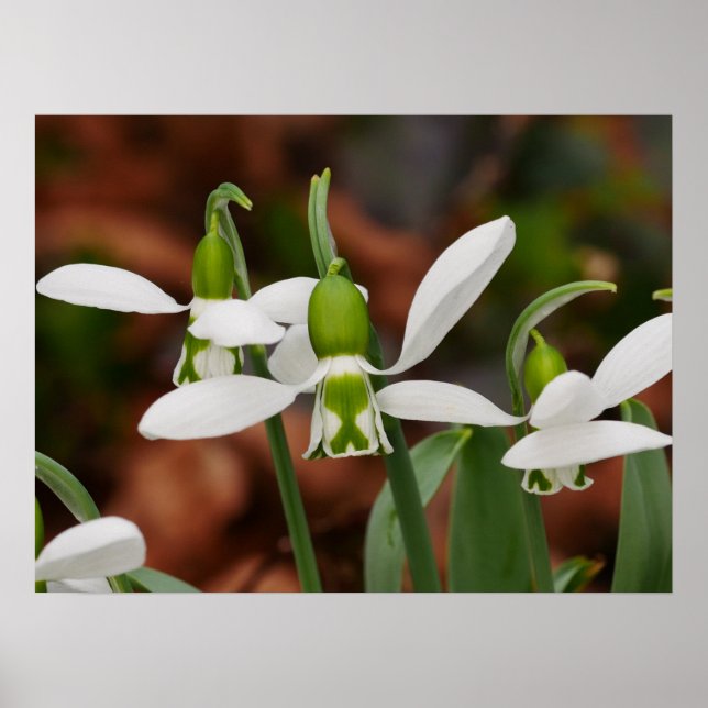 Poster de Flores de Neve (Frente)