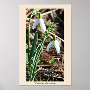 Poster de Flores de Neve Comuns
