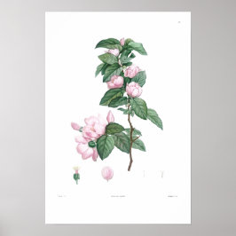 Poster DE FLORES DE TINTA COMUM DE TINTA BOTÂNICA 