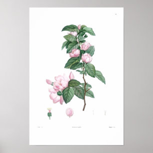 Poster DE FLORES DE TINTA COMUM DE TINTA BOTÂNICA