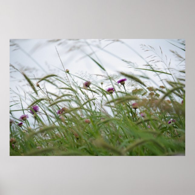 Poster de flores e ervas daninhas (Frente)