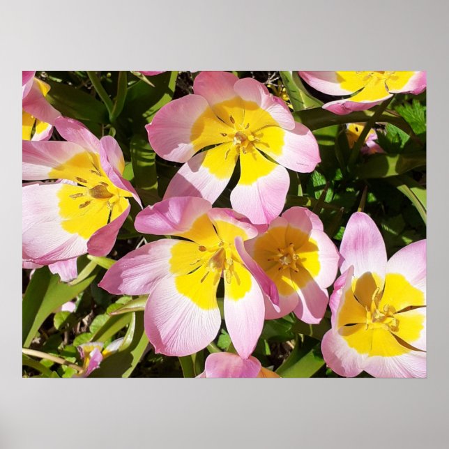 Poster de Flores Rosa e Amarelo (Frente)