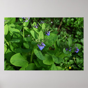 Poster de Flores Roxas