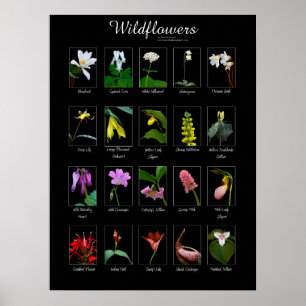 Poster de flores silvestres