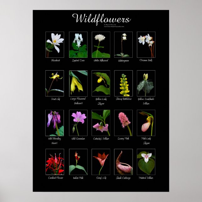 Poster de flores silvestres (Frente)