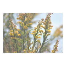 Poster de flores silvestres amarelas