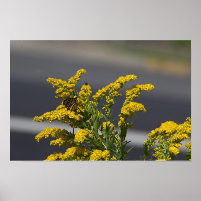 Poster de Flores Silvestres Amarelas com Borboleta (Frente)