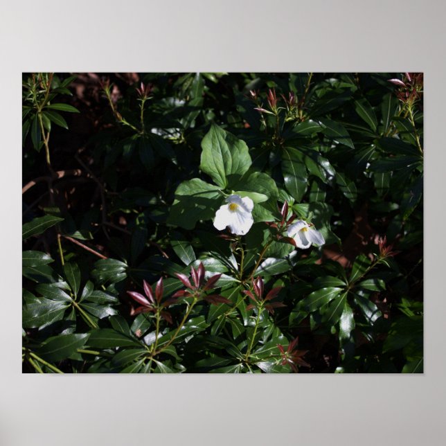 Poster de flores silvestres brancas (Frente)