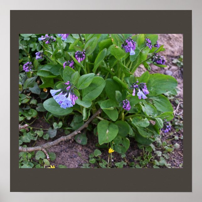 Poster de flores silvestres roxas (Frente)