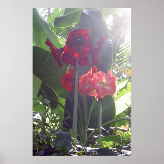 Poster de Flores Vermelhas (Frente)