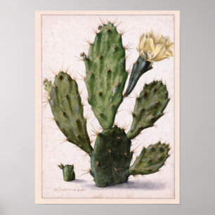 Póster 🌵 de florescência do cacto