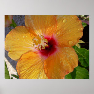 Poster de florescência do hibiscus