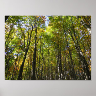 Poster de floresta de Bieszczady