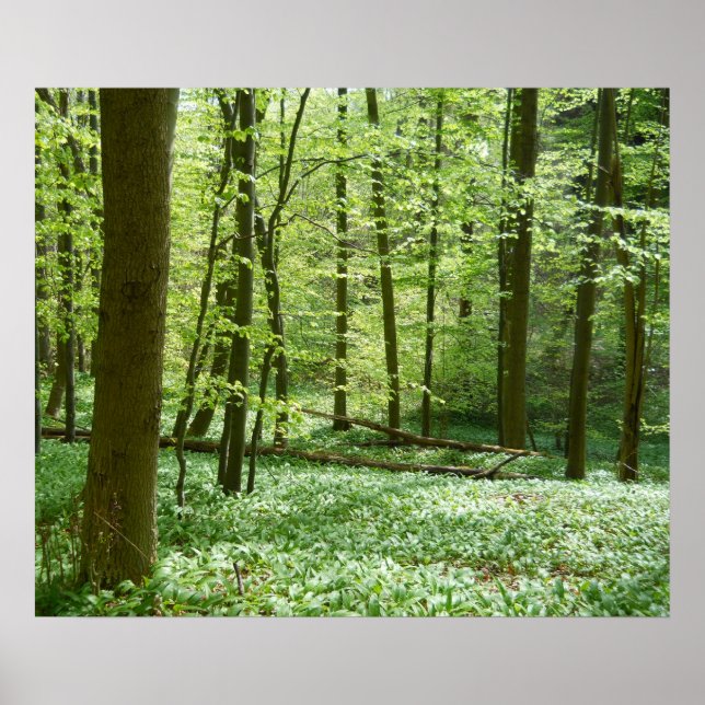 poster de floresta tranquilo (Frente)